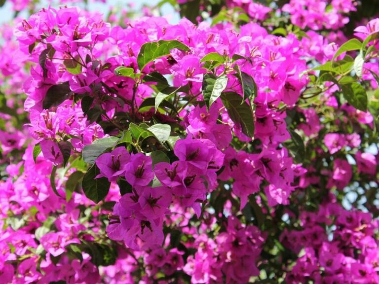 Planting and Growing Bougainvillea, Extensive Guide | Plant Lexicon